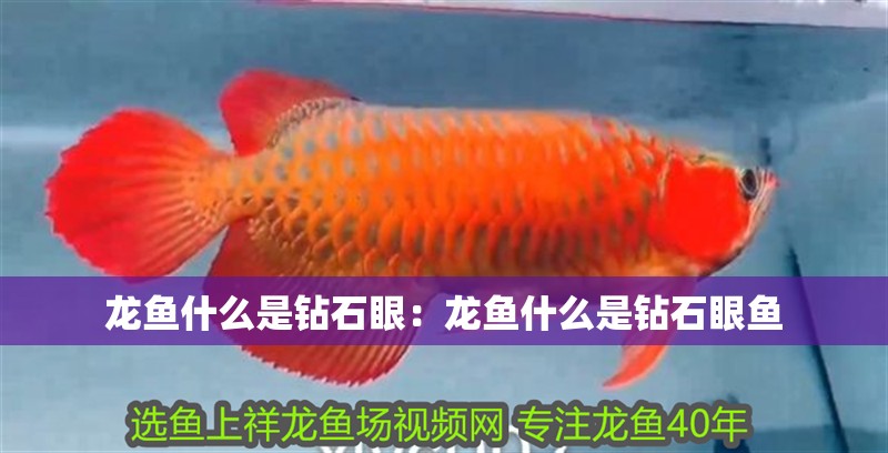 龍魚什么是鉆石眼：龍魚什么是鉆石眼魚