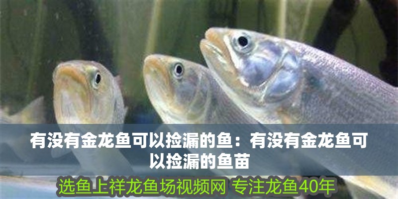 有沒有金龍魚可以撿漏的魚：有沒有金龍魚可以撿漏的魚苗