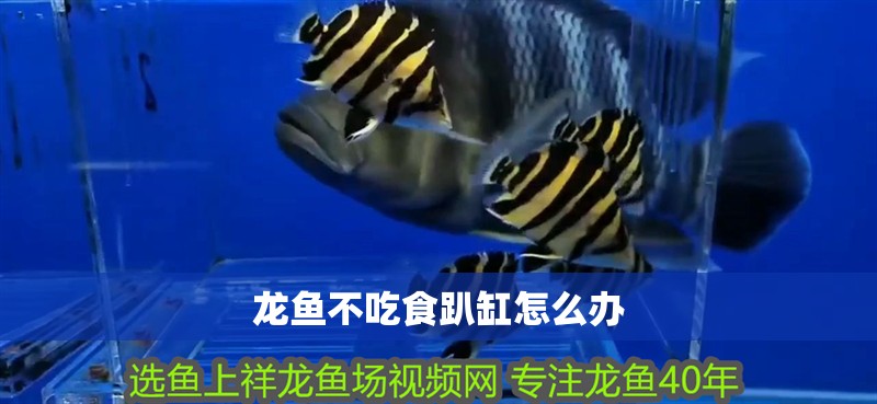 龍魚不吃食趴缸怎么辦