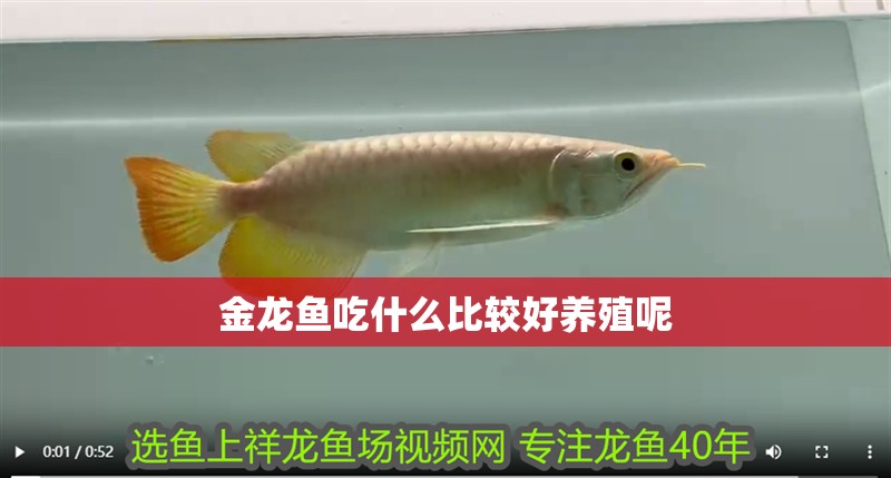 金龍魚吃什么比較好養殖呢