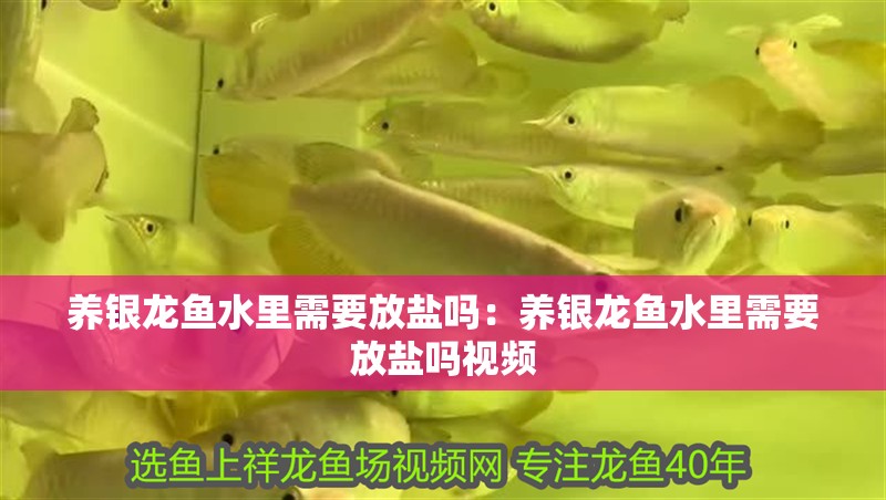 養(yǎng)銀龍魚(yú)水里需要放鹽嗎：養(yǎng)銀龍魚(yú)水里需要放鹽嗎視頻