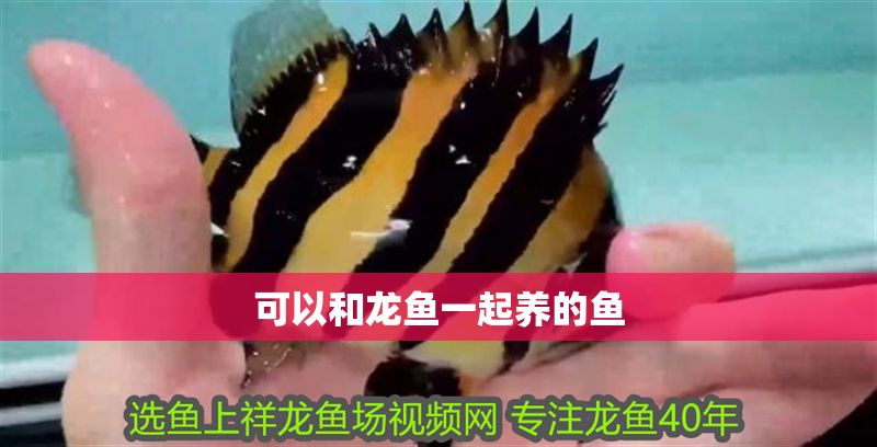 可以和龍魚一起養的魚
