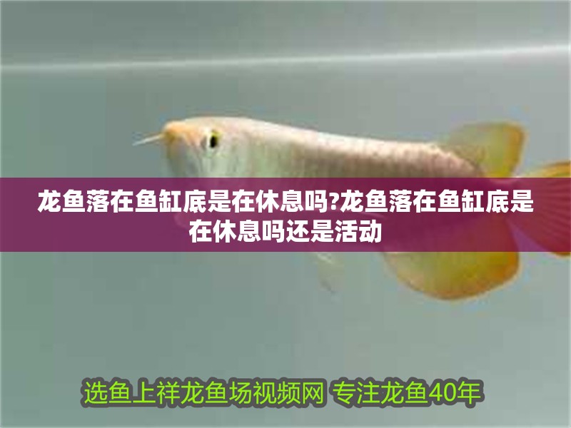 龍魚落在魚缸底是在休息嗎?龍魚落在魚缸底是在休息嗎還是活動