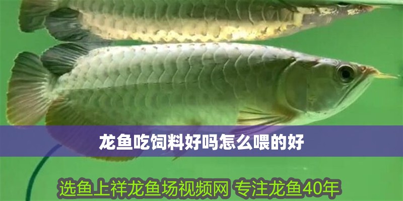 龍魚吃飼料好嗎怎么喂的好