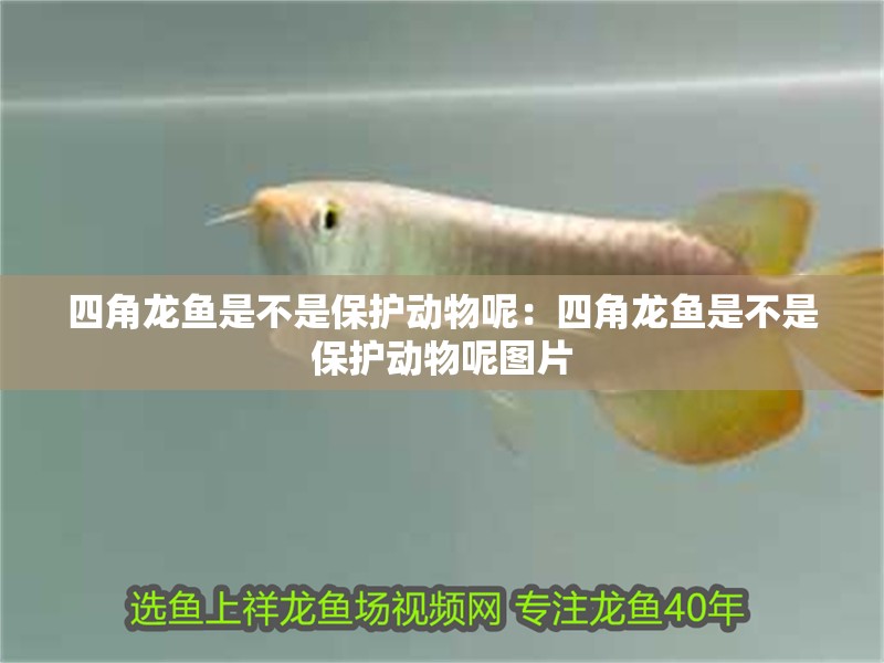 四角龍魚是不是保護(hù)動物呢：四角龍魚是不是保護(hù)動物呢圖片