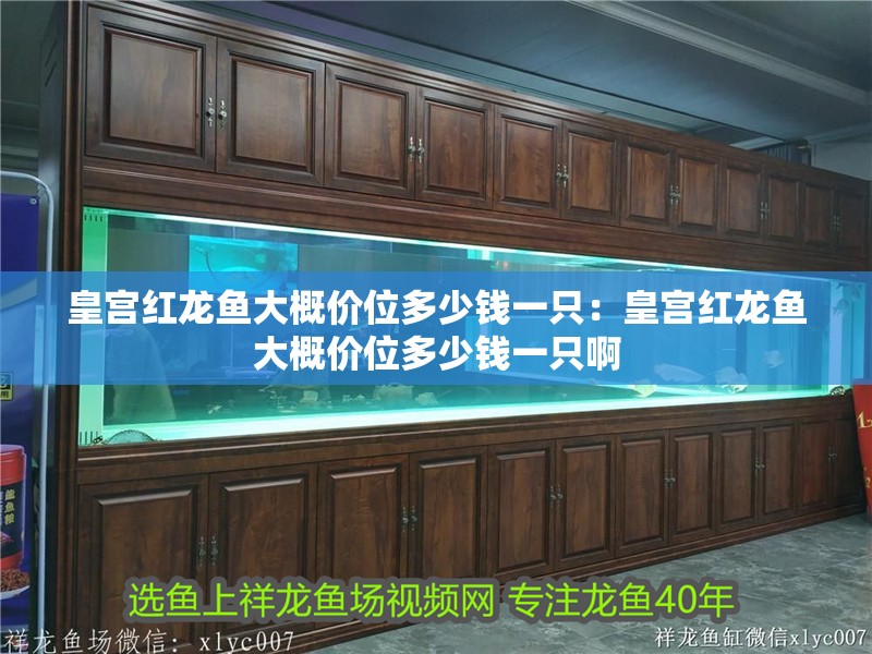 皇宮紅龍魚大概價(jià)位多少錢一只：皇宮紅龍魚大概價(jià)位多少錢一只啊