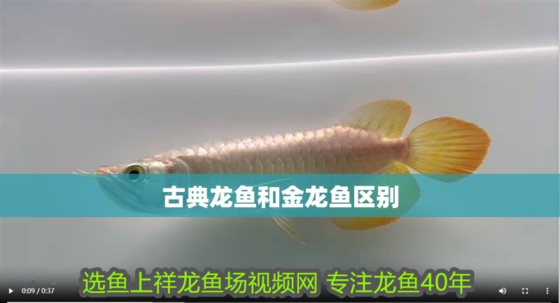 古典龍魚和金龍魚區別