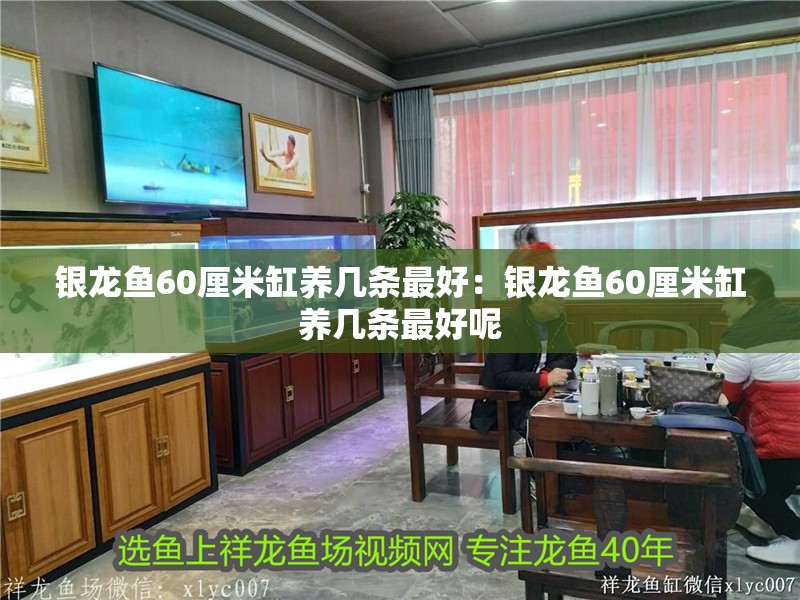 銀龍魚60厘米缸養幾條最好:銀龍魚60厘米缸養幾條最好呢 水族問答 銀龍魚60厘米缸養幾條最好:銀龍魚60厘米缸養幾條最好呢 銀龍魚60厘米缸養幾條最好:銀龍魚60厘米缸養幾條最好呢 水族問答