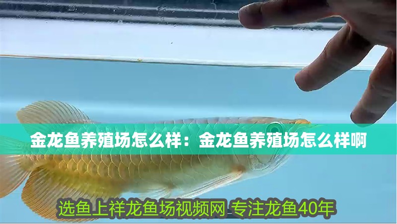 金龍魚養殖場怎么樣：金龍魚養殖場怎么樣啊