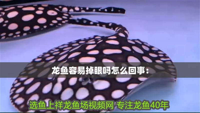 龍魚容易掉眼嗎怎么回事：