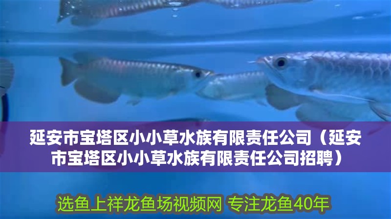 森森魚缸加熱器哪個品牌質量好（森森魚缸加熱器怎么樣）