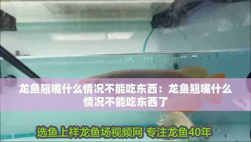 龍魚翹嘴什么情況不能吃東西：龍魚翹嘴什么情況不能吃東西了