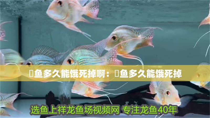 魟魚多久能餓死掉啊：魟魚多久能餓死掉