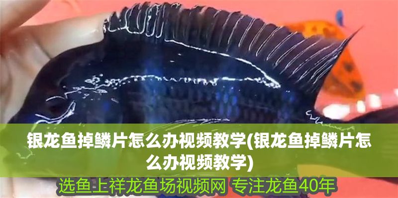 銀龍魚掉鱗片怎么辦視頻教學(銀龍魚掉鱗片怎么辦視頻教學)
