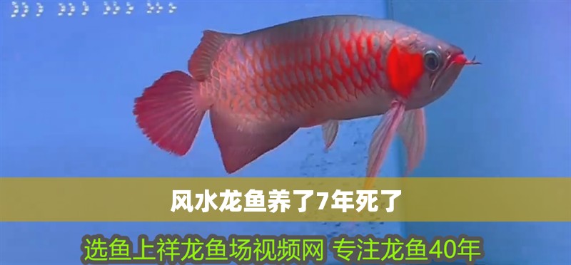 風水龍魚養了7年死了