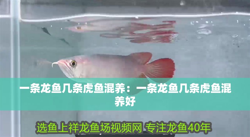 一條龍魚幾條虎魚混養(yǎng)：一條龍魚幾條虎魚混養(yǎng)好