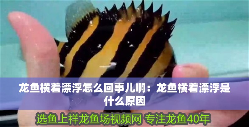 龍魚橫著漂浮怎么回事兒啊：龍魚橫著漂浮是什么原因