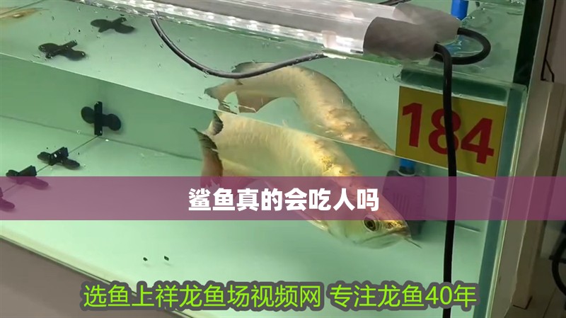 我的虎魚真菌感染了要怎么處理 鯊魚真的會吃人嗎 龍魚論壇 鯊魚真的會吃人嗎 鯊魚真的會吃人嗎 龍魚論壇
