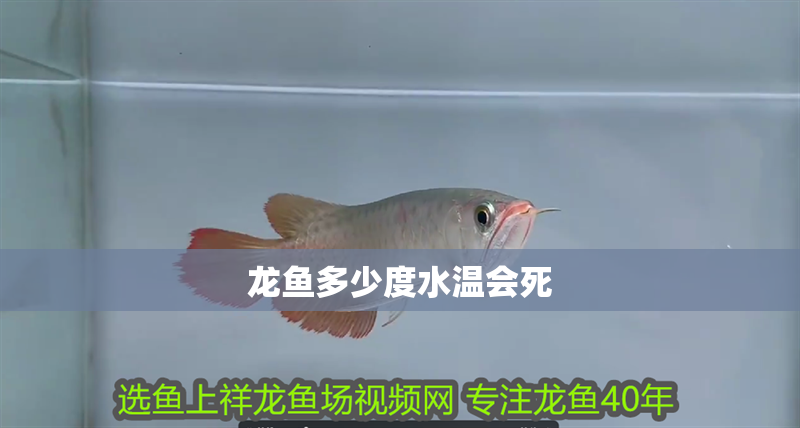 龍魚多少度水溫會死
