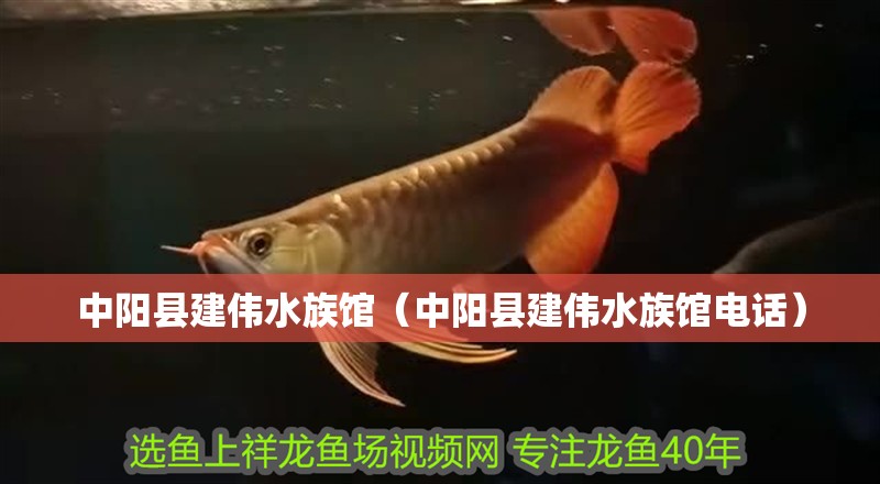 中陽縣建偉水族館（中陽縣建偉水族館電話）