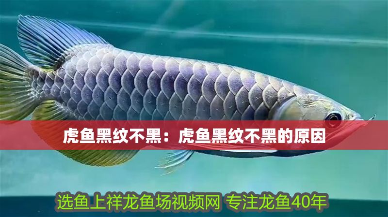 虎魚黑紋不黑：虎魚黑紋不黑的原因 虎魚黑紋不黑：虎魚黑紋不黑的原因 虎魚百科 第2張