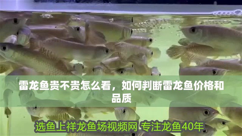 雷龍魚貴不貴怎么看，如何判斷雷龍魚價格和品質(zhì)