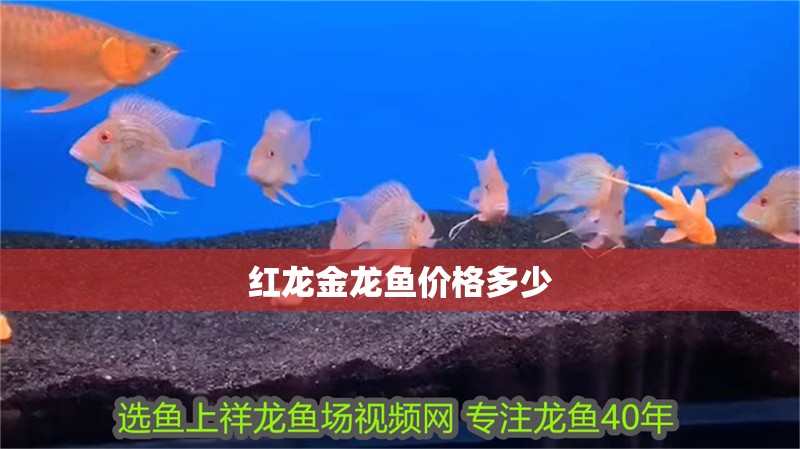 紅龍金龍魚價格多少