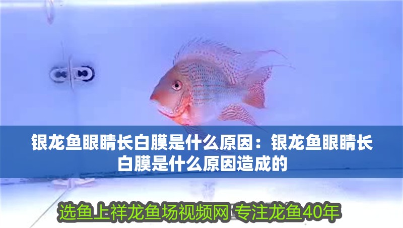 銀龍魚眼睛長(zhǎng)白膜是什么原因：銀龍魚眼睛長(zhǎng)白膜是什么原因造成的