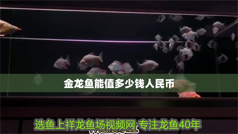 金龍魚能值多少錢人民幣