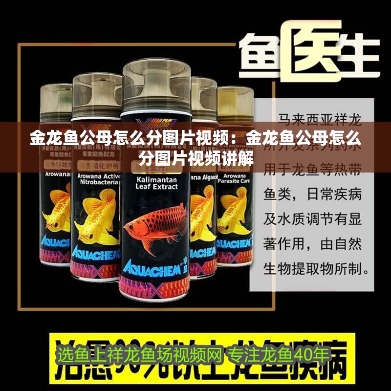 金龍魚公母怎么分圖片視頻：金龍魚公母怎么分圖片視頻講解