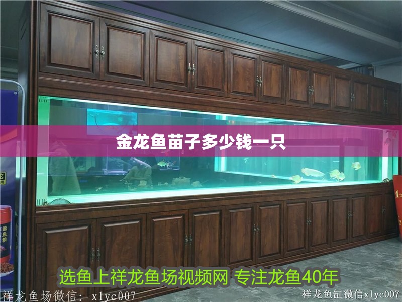 金龍魚苗子多少錢一只