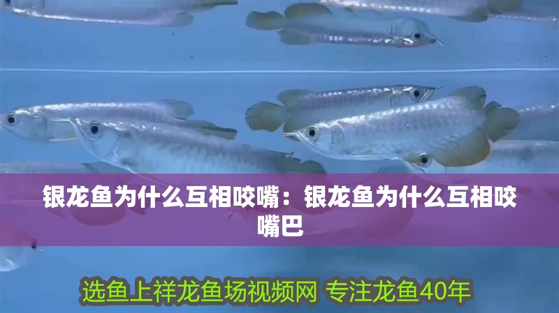 銀龍魚為什么互相咬嘴：銀龍魚為什么互相咬嘴巴