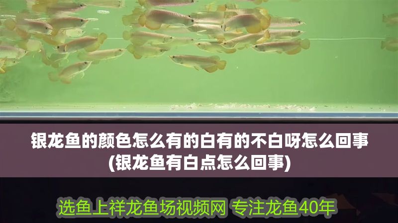 銀龍魚的顏色怎么有的白有的不白呀怎么回事(銀龍魚有白點怎么回事)