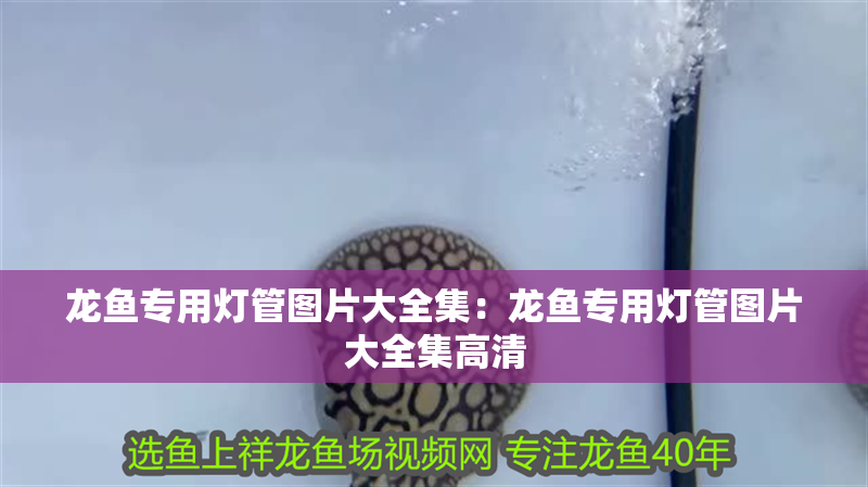 龍魚專用燈管圖片大全集：龍魚專用燈管圖片大全集高清