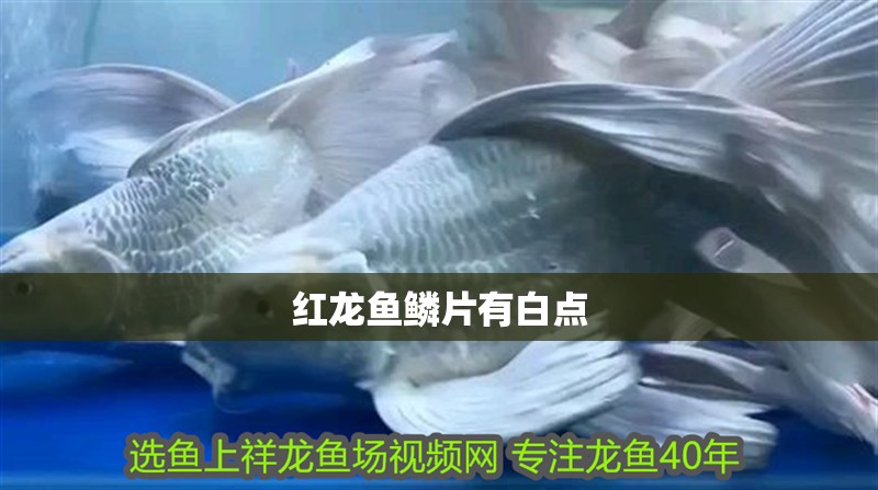 紅龍魚(yú)鱗片有白點(diǎn)