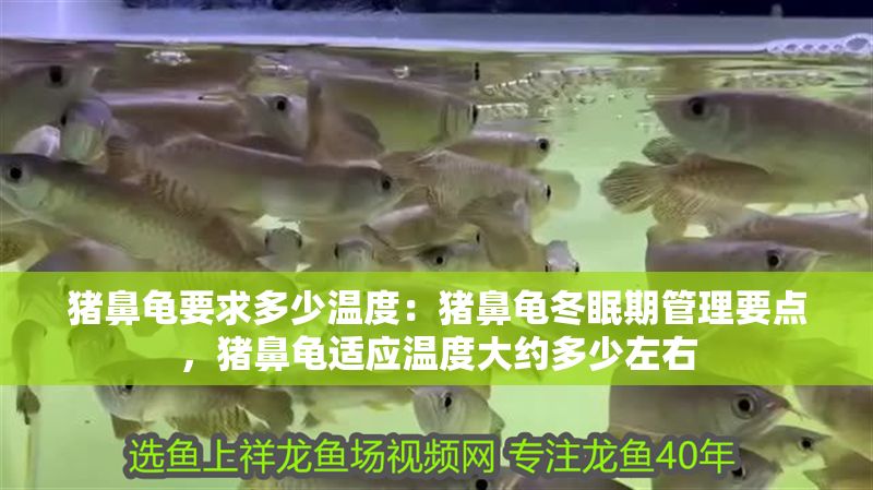豬鼻龜要求多少溫度：豬鼻龜冬眠期管理要點，豬鼻龜適應溫度大約多少左右