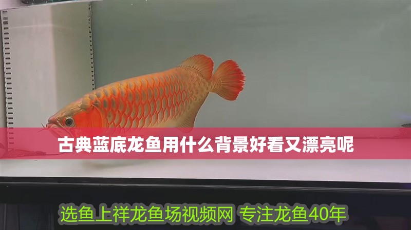 古典藍底龍魚用什么背景好看又漂亮呢