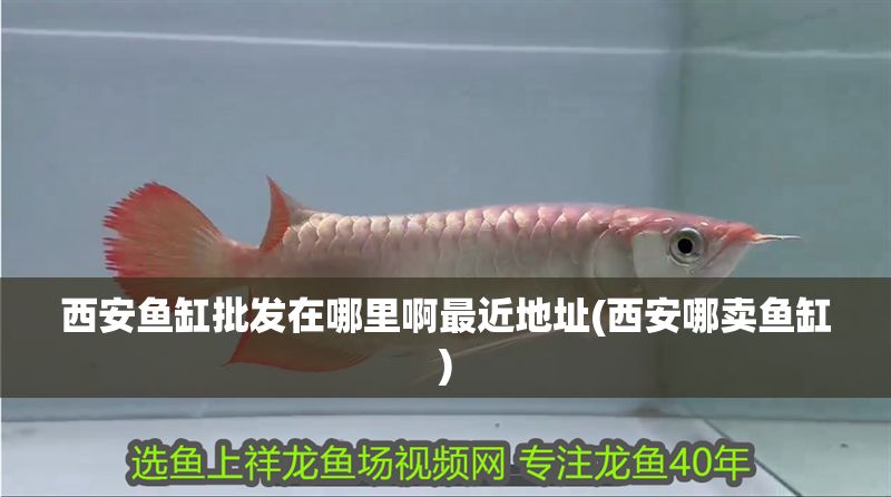 西安魚缸批發(fā)在哪里啊最近地址(西安哪賣魚缸)