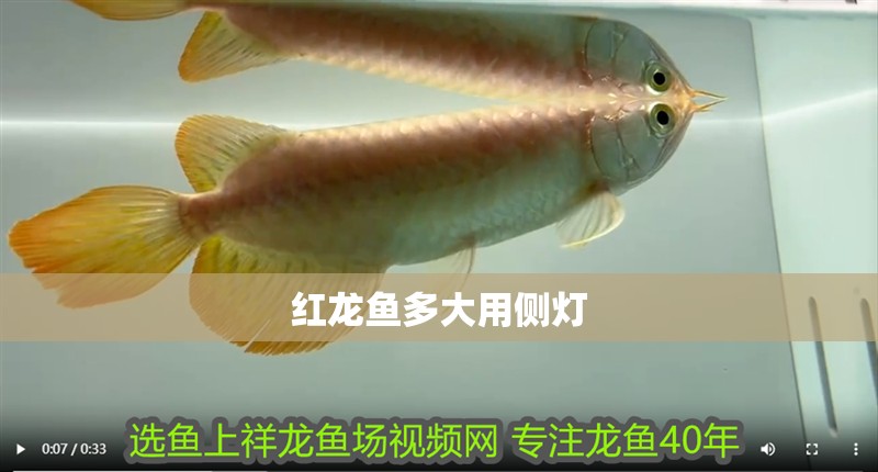 紅龍魚多大用側燈
