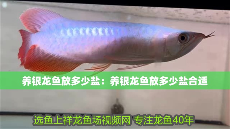 養銀龍魚放多少鹽：養銀龍魚放多少鹽合適