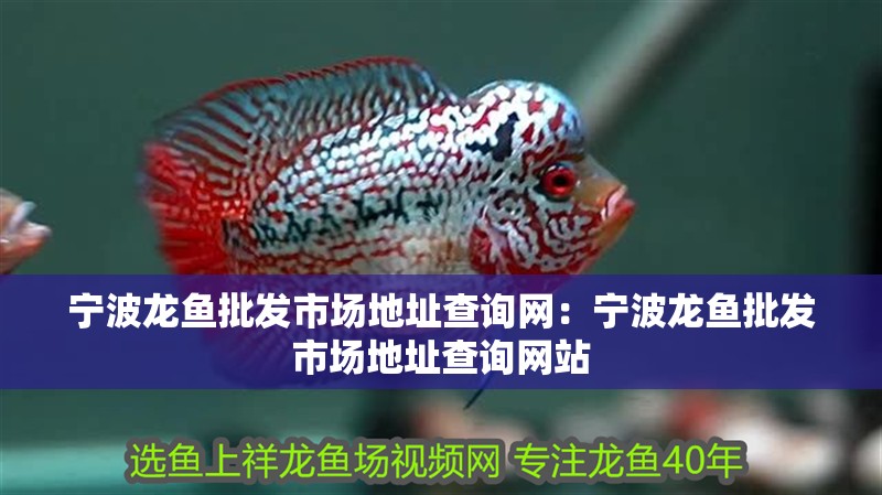 寧波龍魚批發市場地址查詢網：寧波龍魚批發市場地址查詢網站