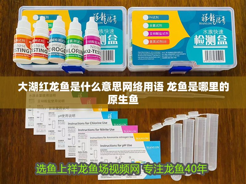 大湖紅龍魚是什么意思網絡用語 龍魚是哪里的原生魚