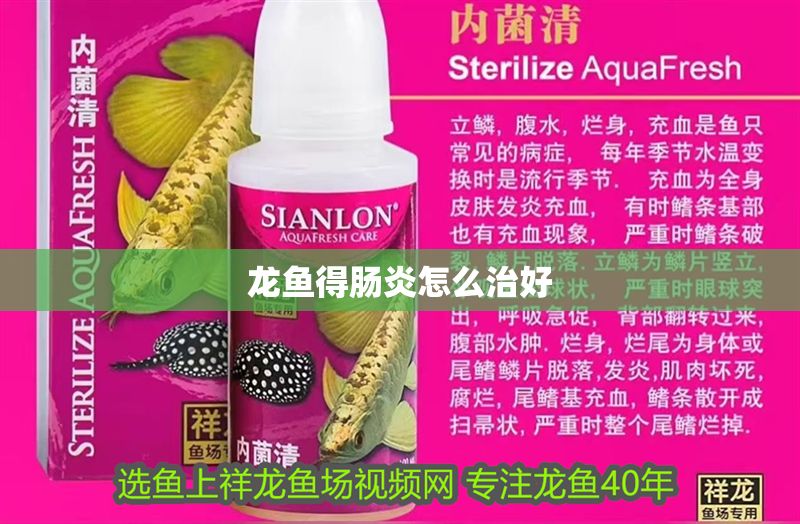 龍魚得腸炎怎么治好