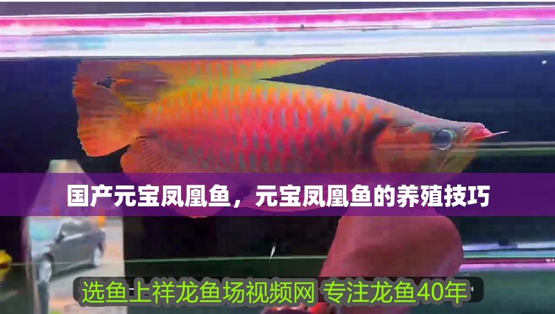 國產(chǎn)元寶鳳凰魚，元寶鳳凰魚的養(yǎng)殖技巧