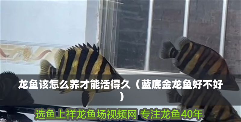 龍魚該怎么養(yǎng)才能活得久（藍底金龍魚好不好）