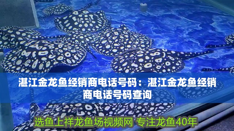 湛江金龍魚經銷商電話號碼：湛江金龍魚經銷商電話號碼查詢