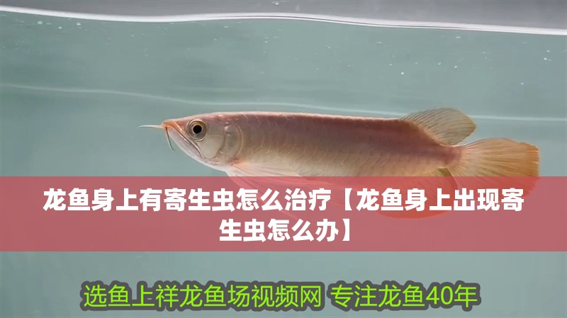 龍魚身上有寄生蟲怎么治療【龍魚身上出現(xiàn)寄生蟲怎么辦】