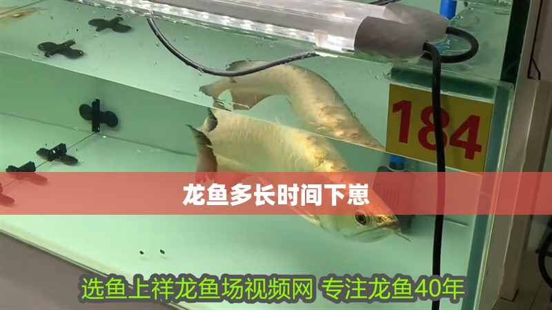 龍魚多長時間下崽