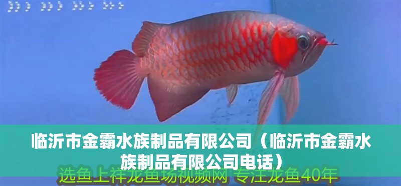 臨沂市金霸水族制品有限公司（臨沂市金霸水族制品有限公司電話）