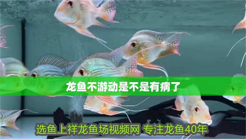龍魚不游動是不是有病了